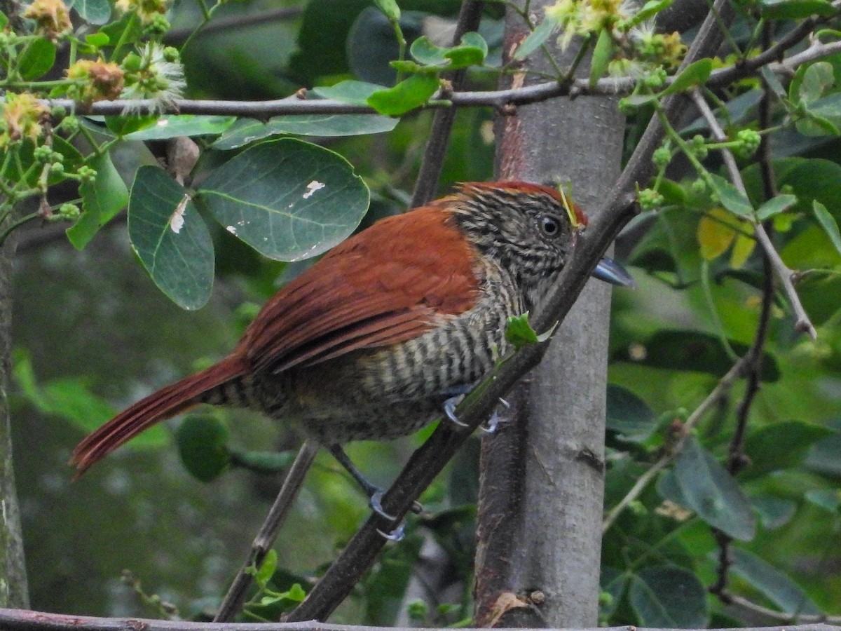Bar-crested Antshrike - ML643439511