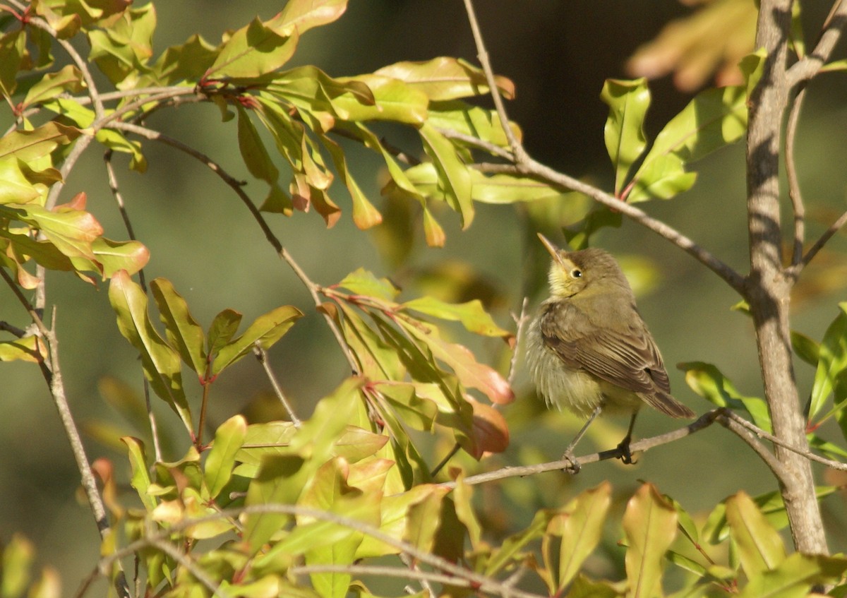 Melodious Warbler - ML643439517