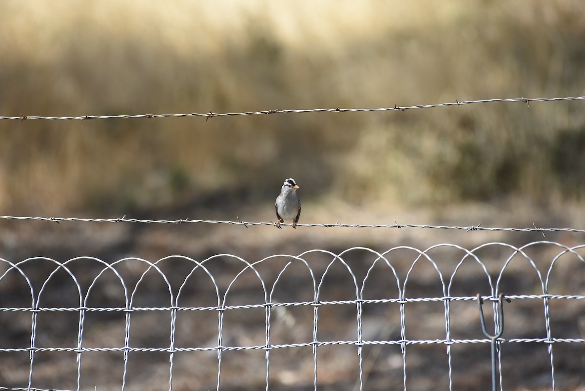 White-crowned Sparrow - ML643439519