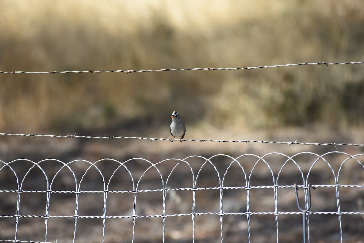 White-crowned Sparrow - ML643439520
