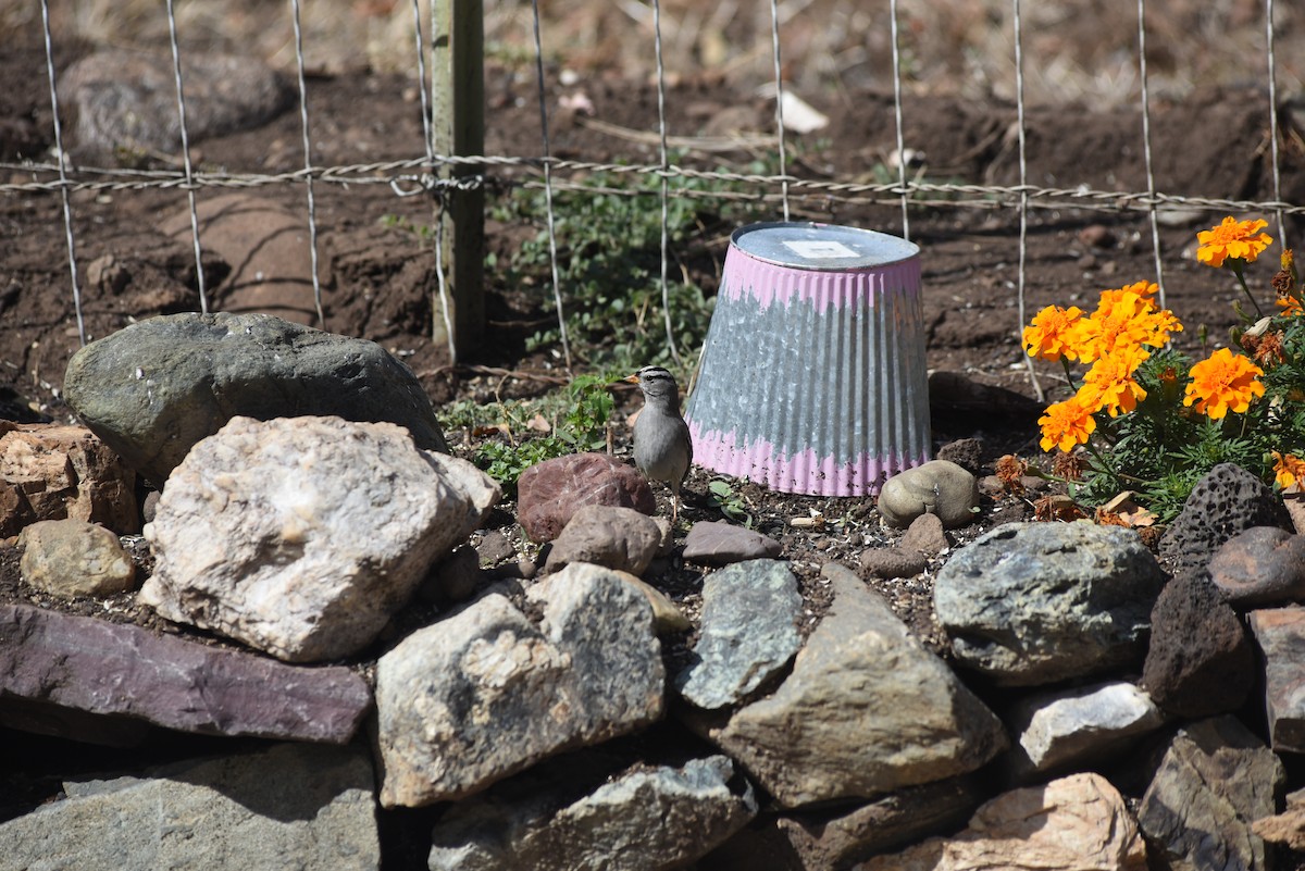 White-crowned Sparrow - ML643439522