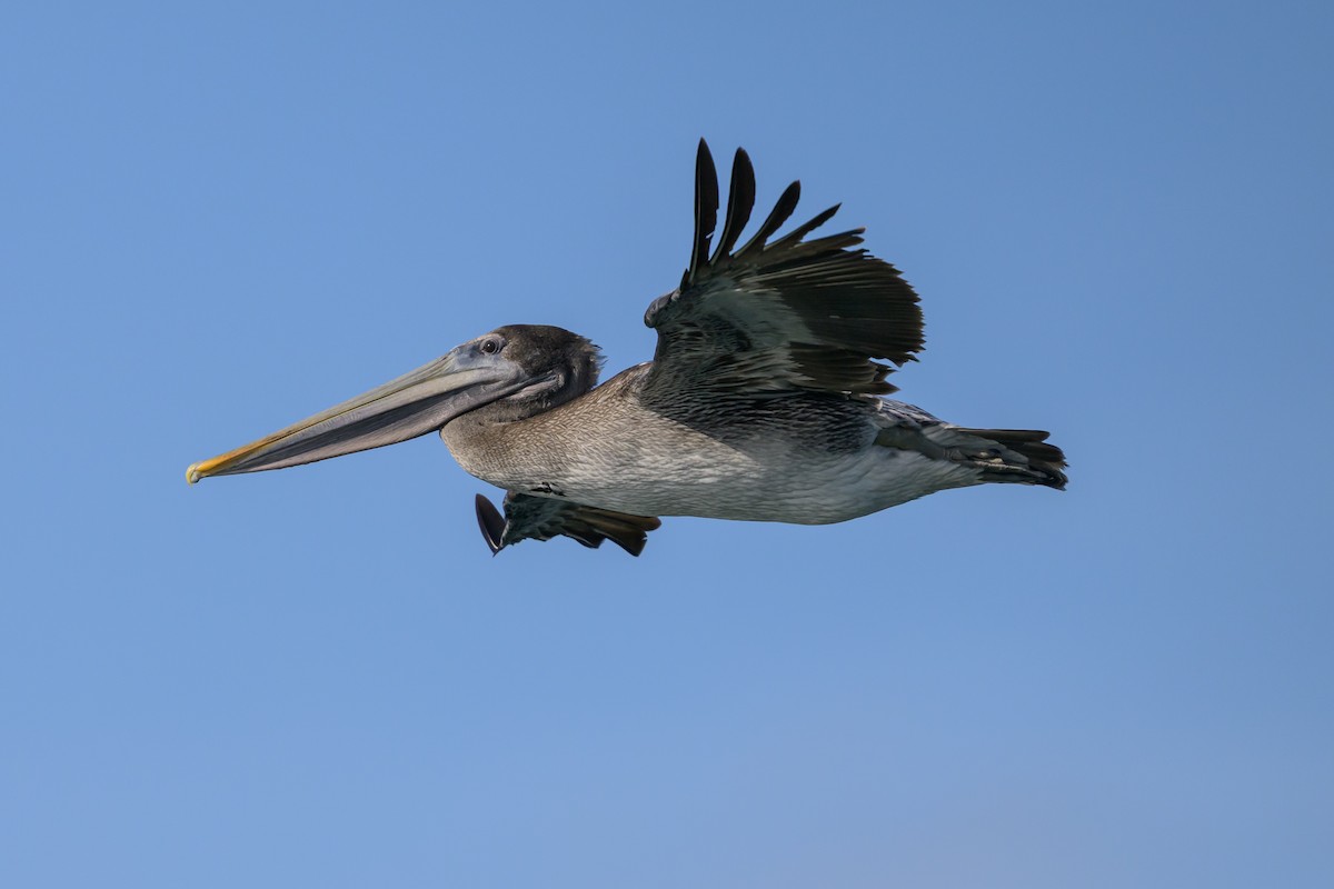 Brown Pelican - ML643439524
