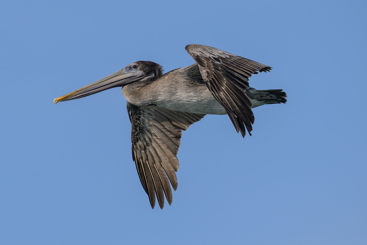 Brown Pelican - ML643439525