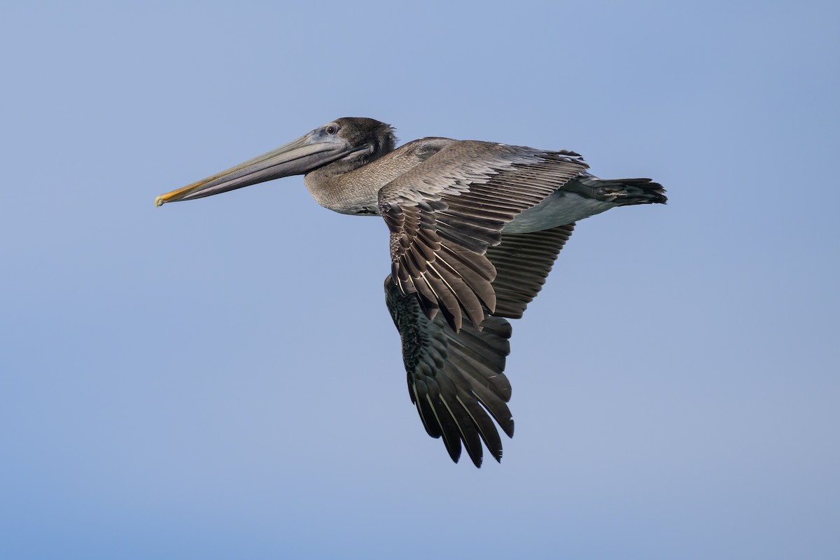 Brown Pelican - ML643439526