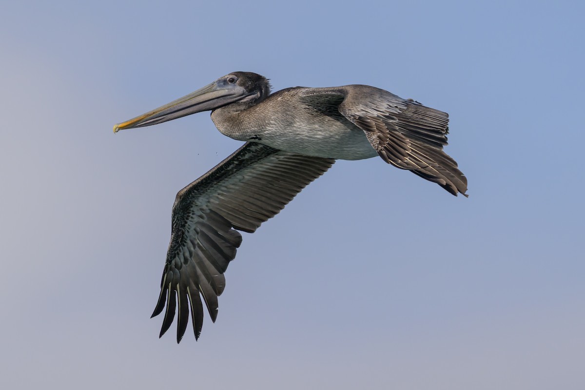 Brown Pelican - ML643439529