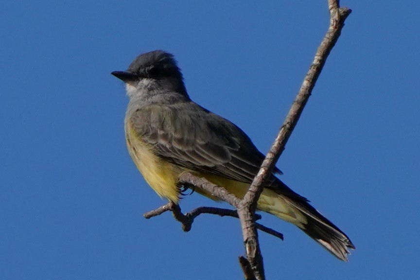 Cassin's Kingbird - ML643439530