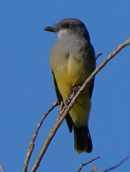 Cassin's Kingbird - ML643439531