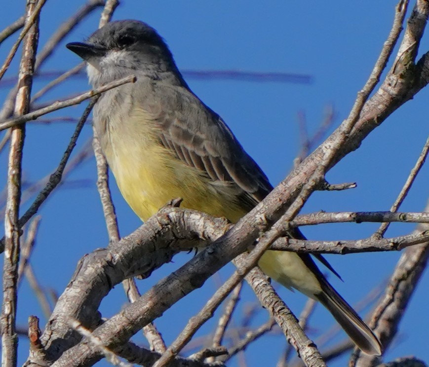 Cassin's Kingbird - ML643439532