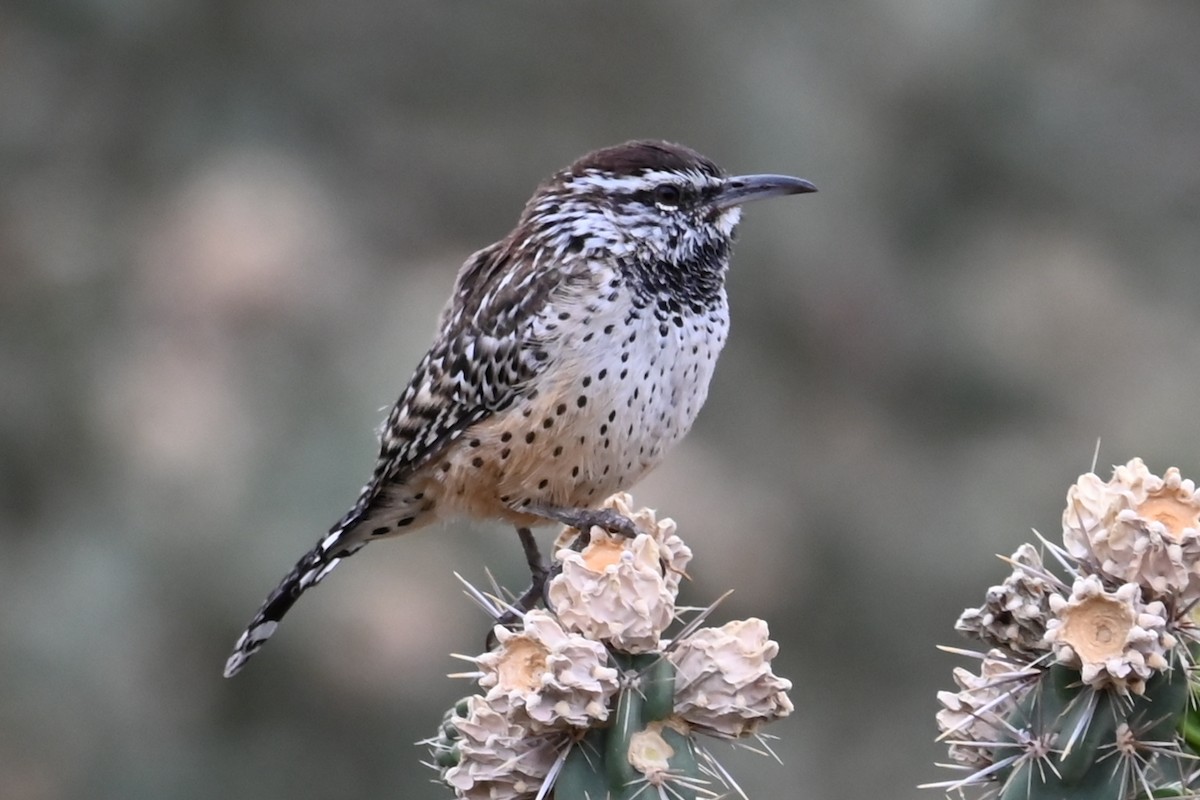 Cactus Wren - ML643439554