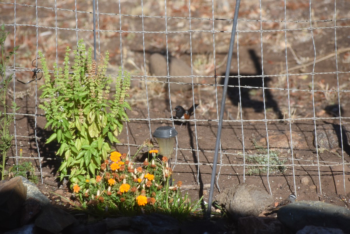 Spotted Towhee - ML643439555