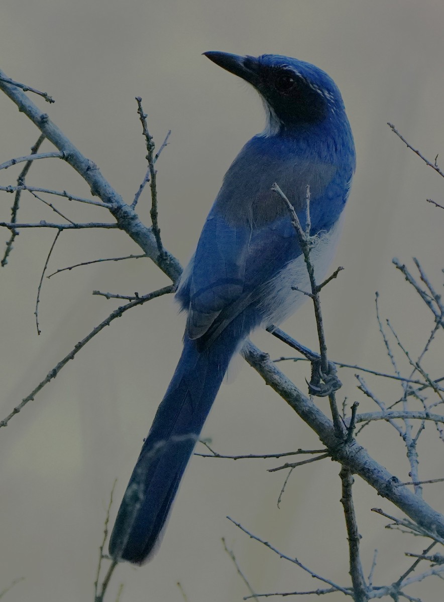 California Scrub-Jay - ML643439558