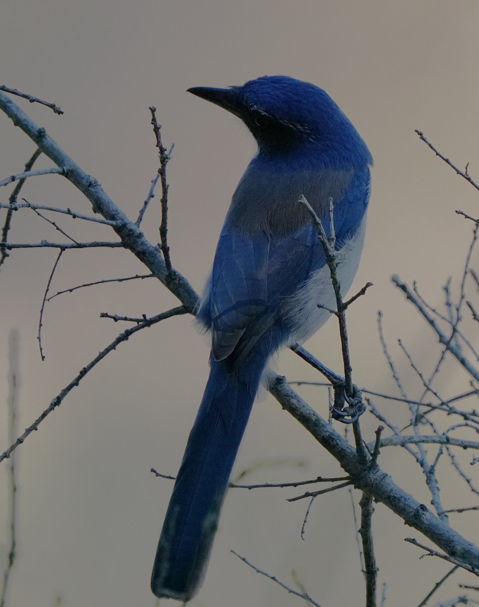 California Scrub-Jay - ML643439559