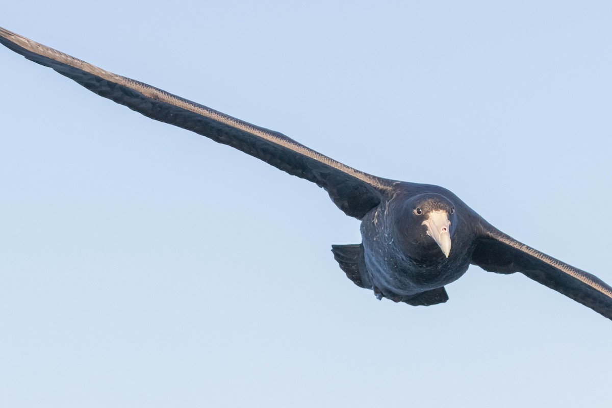 Southern Giant-Petrel - ML643439561