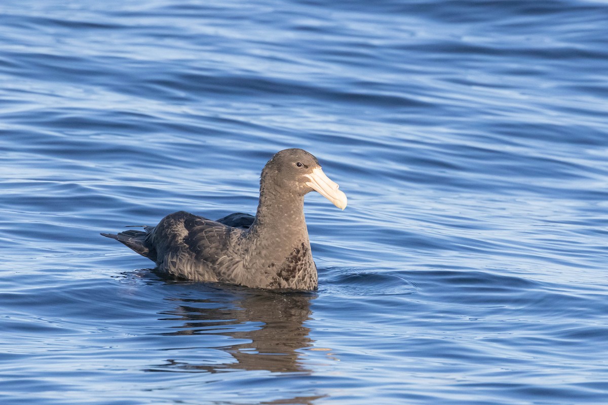 Southern Giant-Petrel - ML643439562