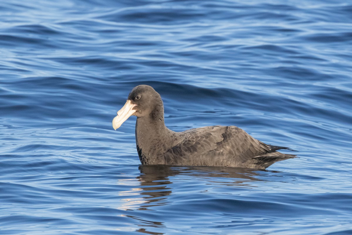 Southern Giant-Petrel - ML643439563