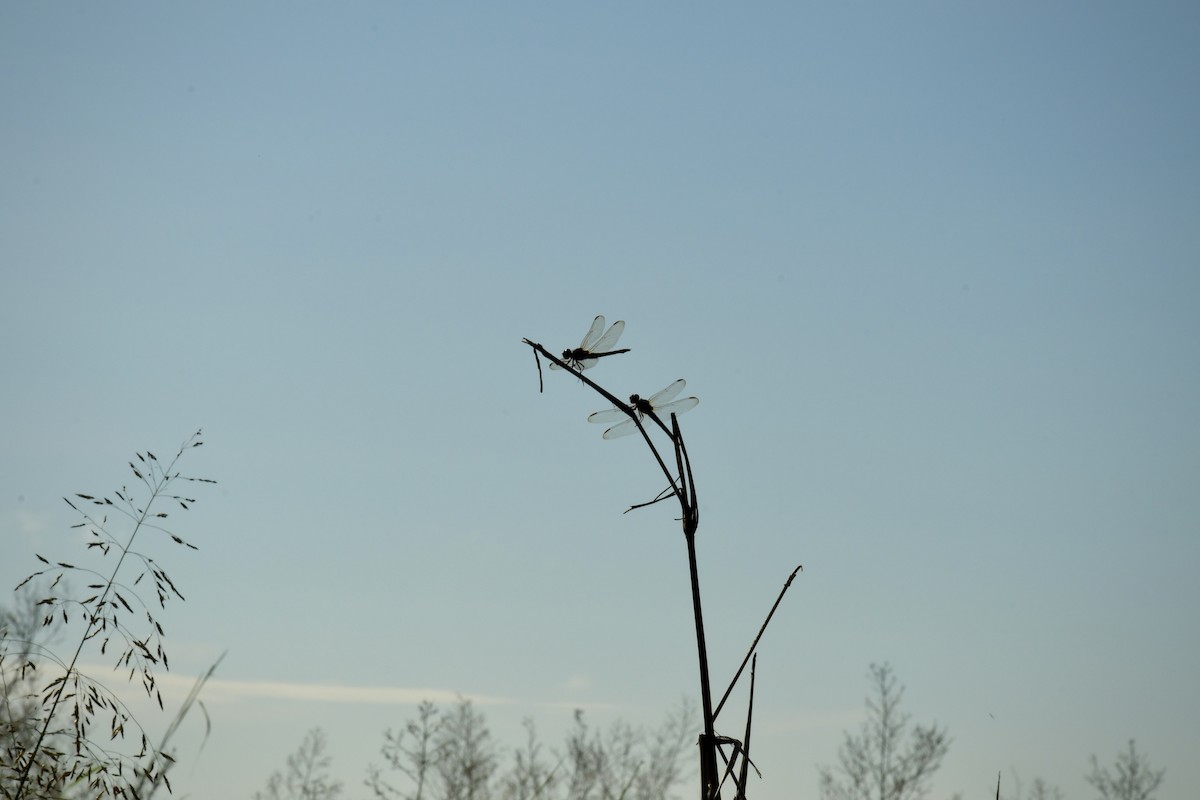 Животные - ML643439568