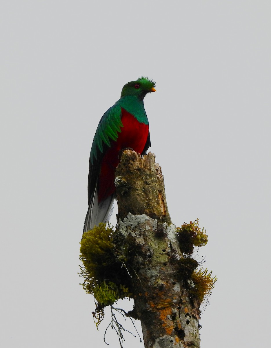 kvesal chocholkatý - ML643439569