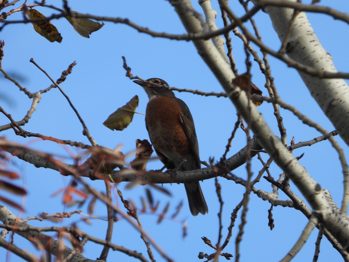 Zozo papargorria - ML643439572