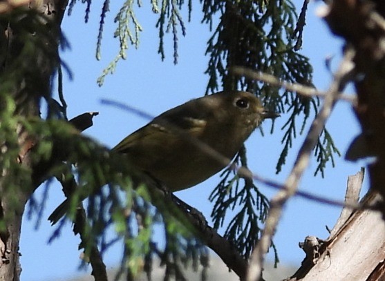 Ruby-crowned Kinglet - ML643439574