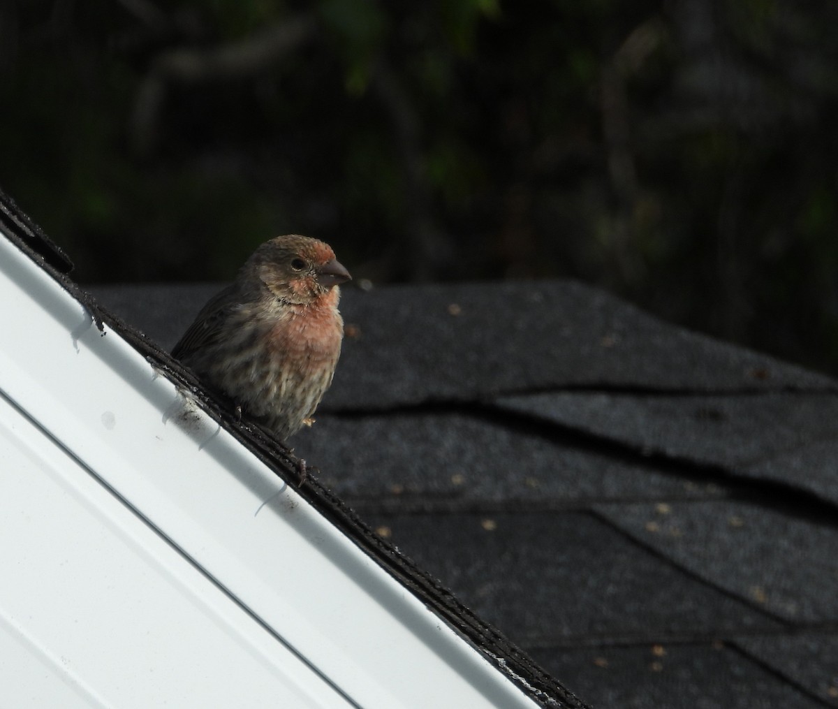 House Finch - ML643439588