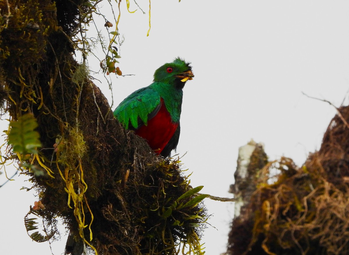 kvesal chocholkatý - ML643439592