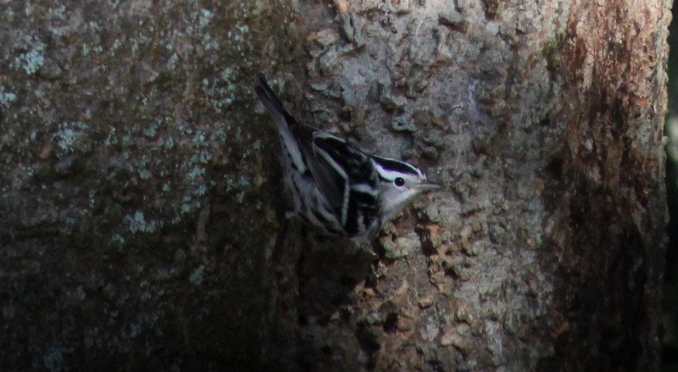 Black-and-white Warbler - ML643439594