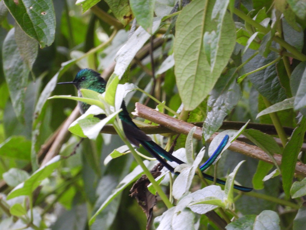 Long-tailed Sylph - ML643439596