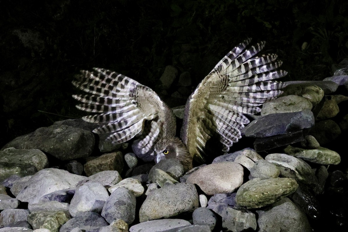 Blakiston's Fish-Owl - ML643439603