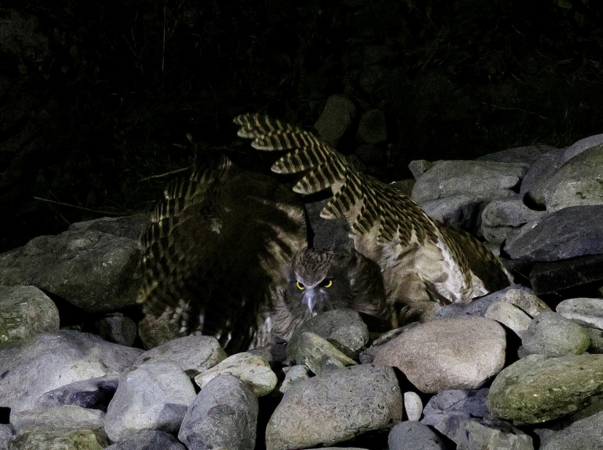 Blakiston's Fish-Owl - ML643439604