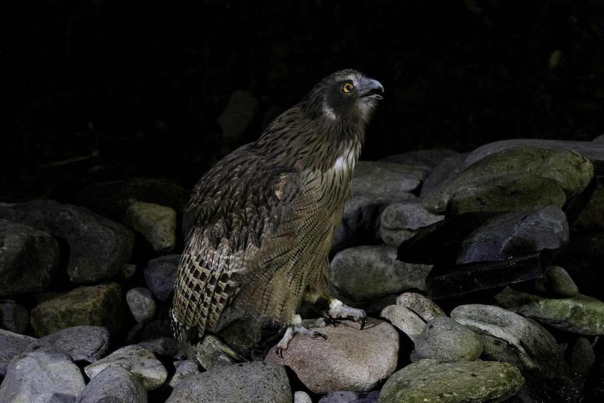 Blakiston's Fish-Owl - ML643439605