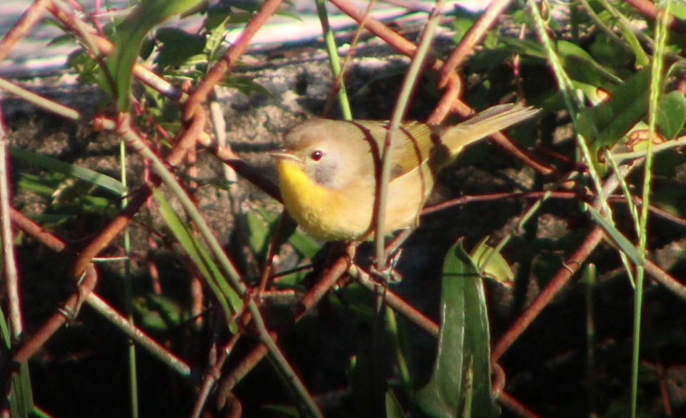 Common Yellowthroat - ML643439612