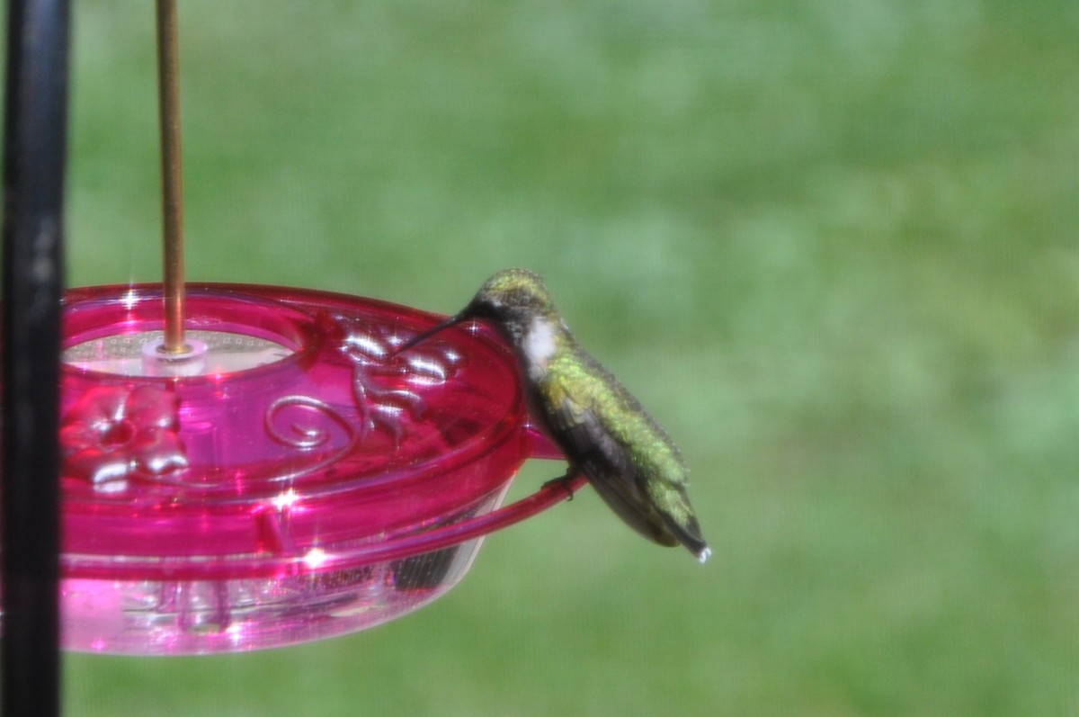 Ruby-throated Hummingbird - ML643439614