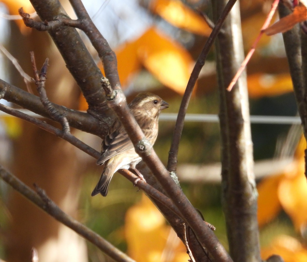 Purple Finch - ML643439616