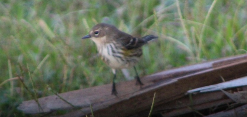 Yellow-rumped Warbler - ML643439623