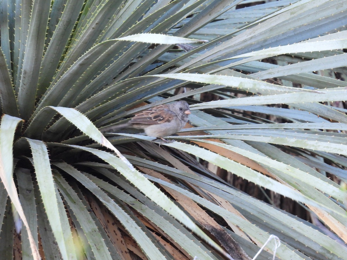 Black-chinned Sparrow - ML643439624
