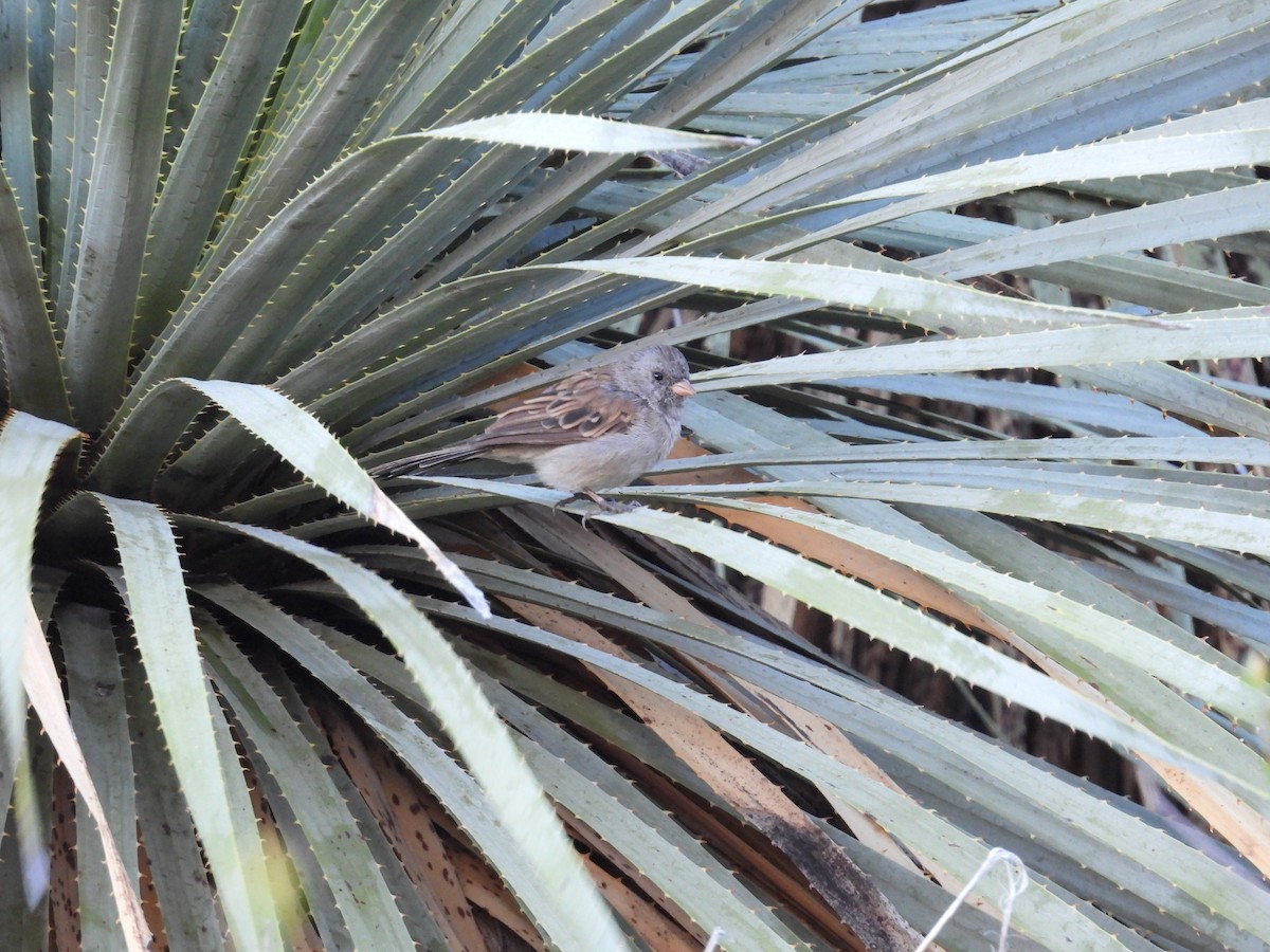 Black-chinned Sparrow - ML643439626