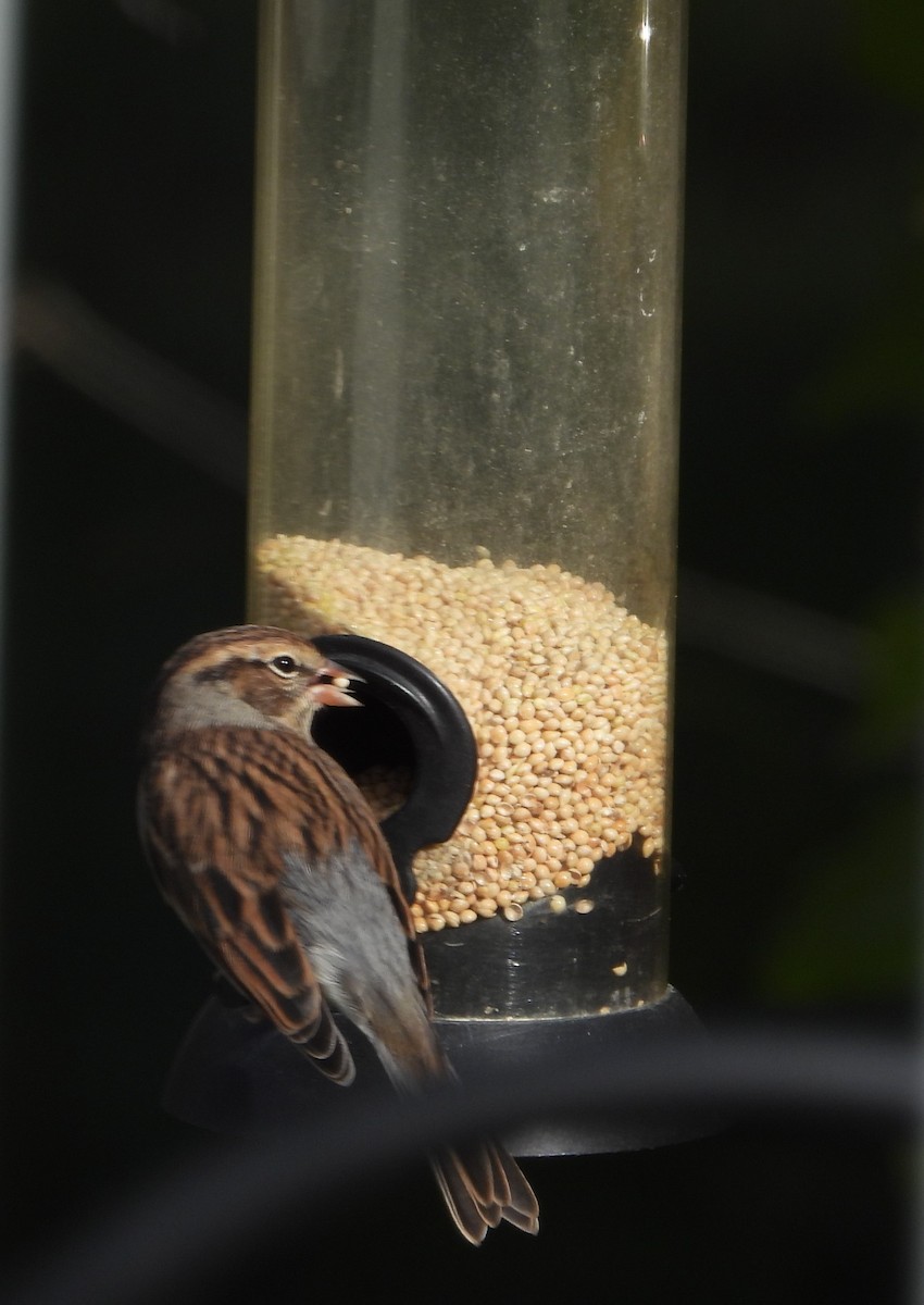 Chipping Sparrow - ML643439632