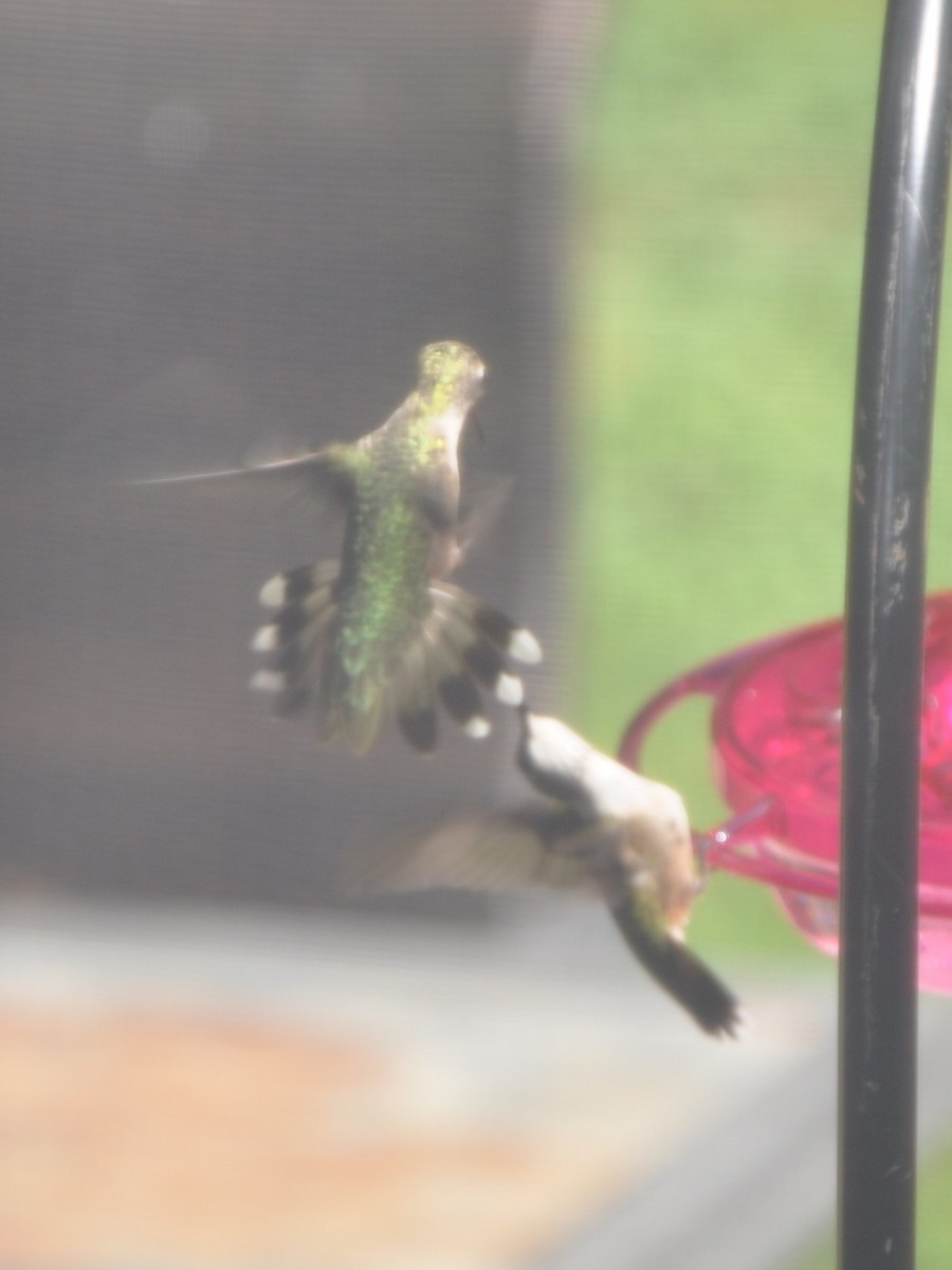 Ruby-throated Hummingbird - ML643439633