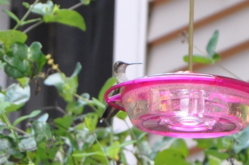 Ruby-throated Hummingbird - ML643439634