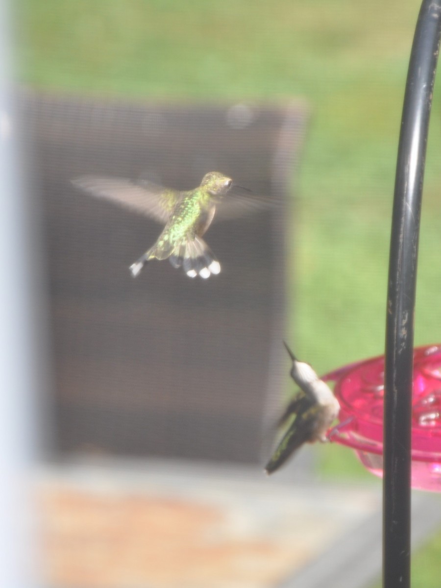 Ruby-throated Hummingbird - ML643439635