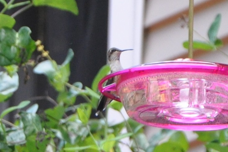Ruby-throated Hummingbird - ML643439636