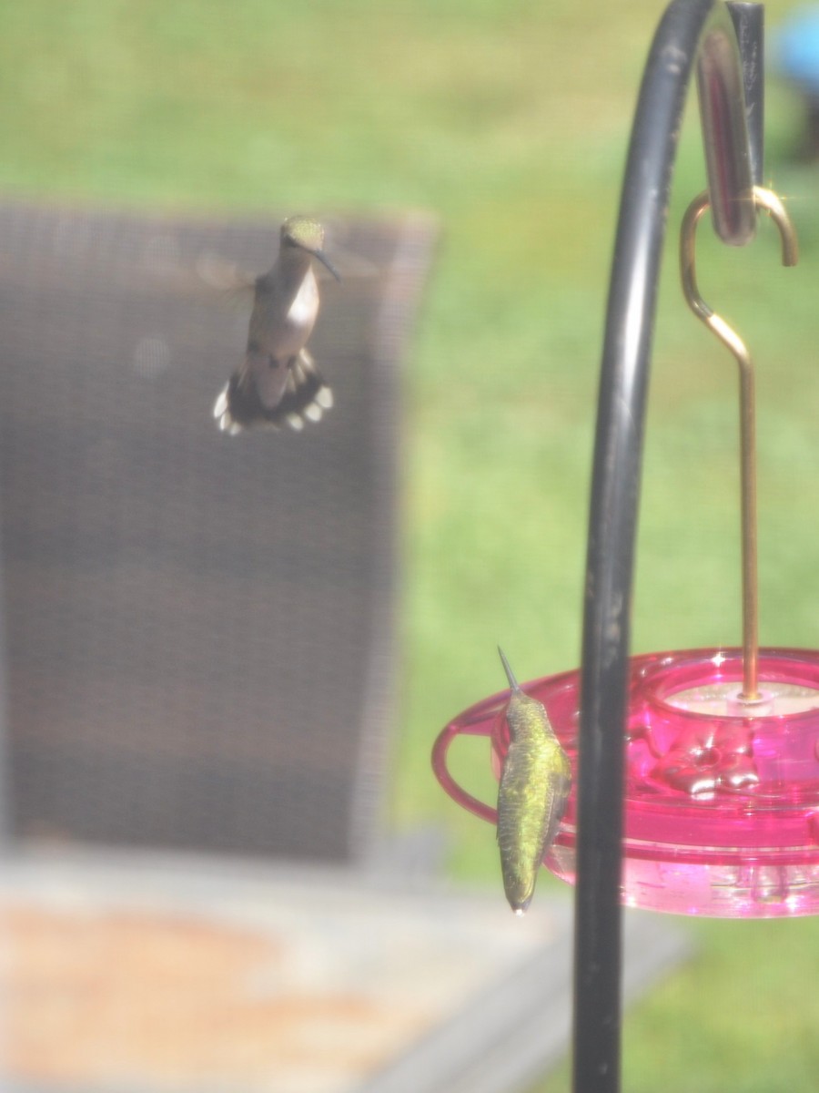Ruby-throated Hummingbird - ML643439637