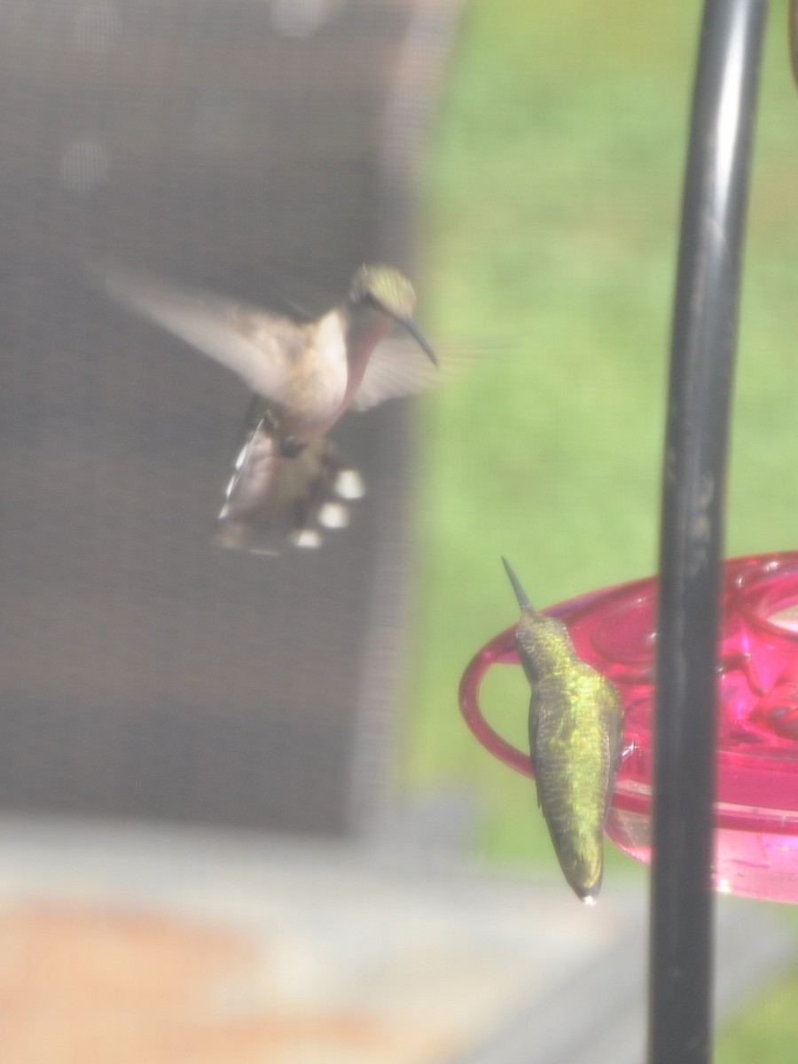 Ruby-throated Hummingbird - ML643439638