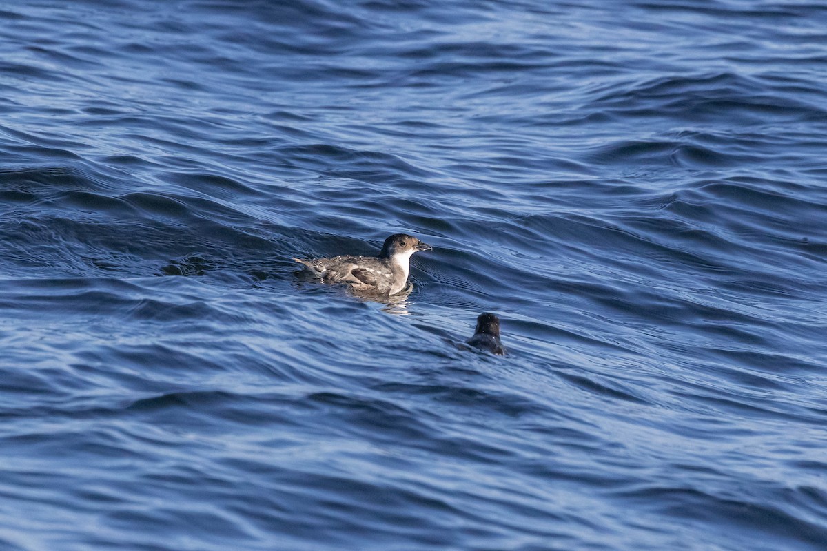 buřník peruánský - ML643439639