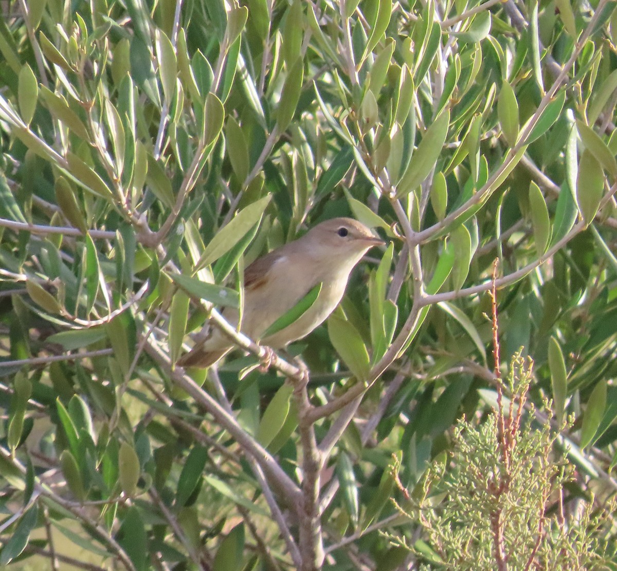 Garden Warbler - ML643439640