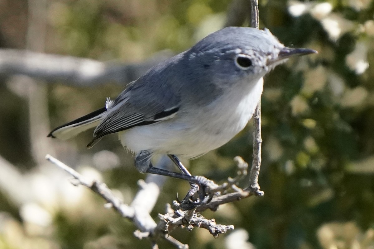 ברחשית כחלחלה - ML643439644