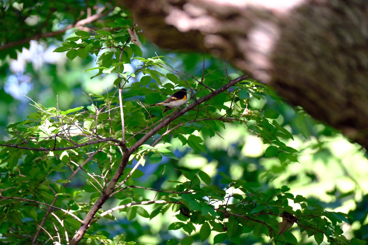 American Redstart - ML643439652