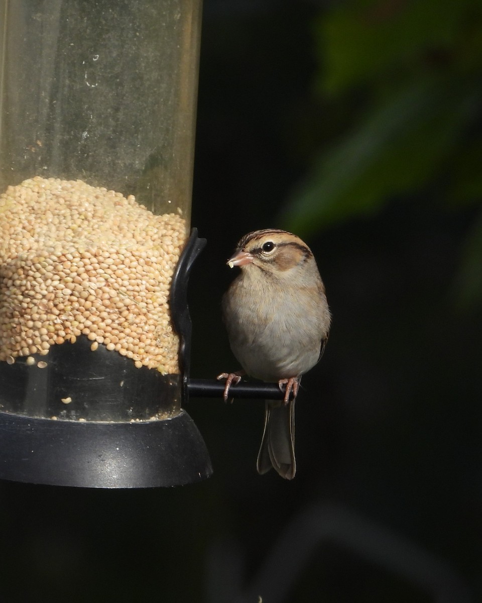Chipping Sparrow - ML643439653
