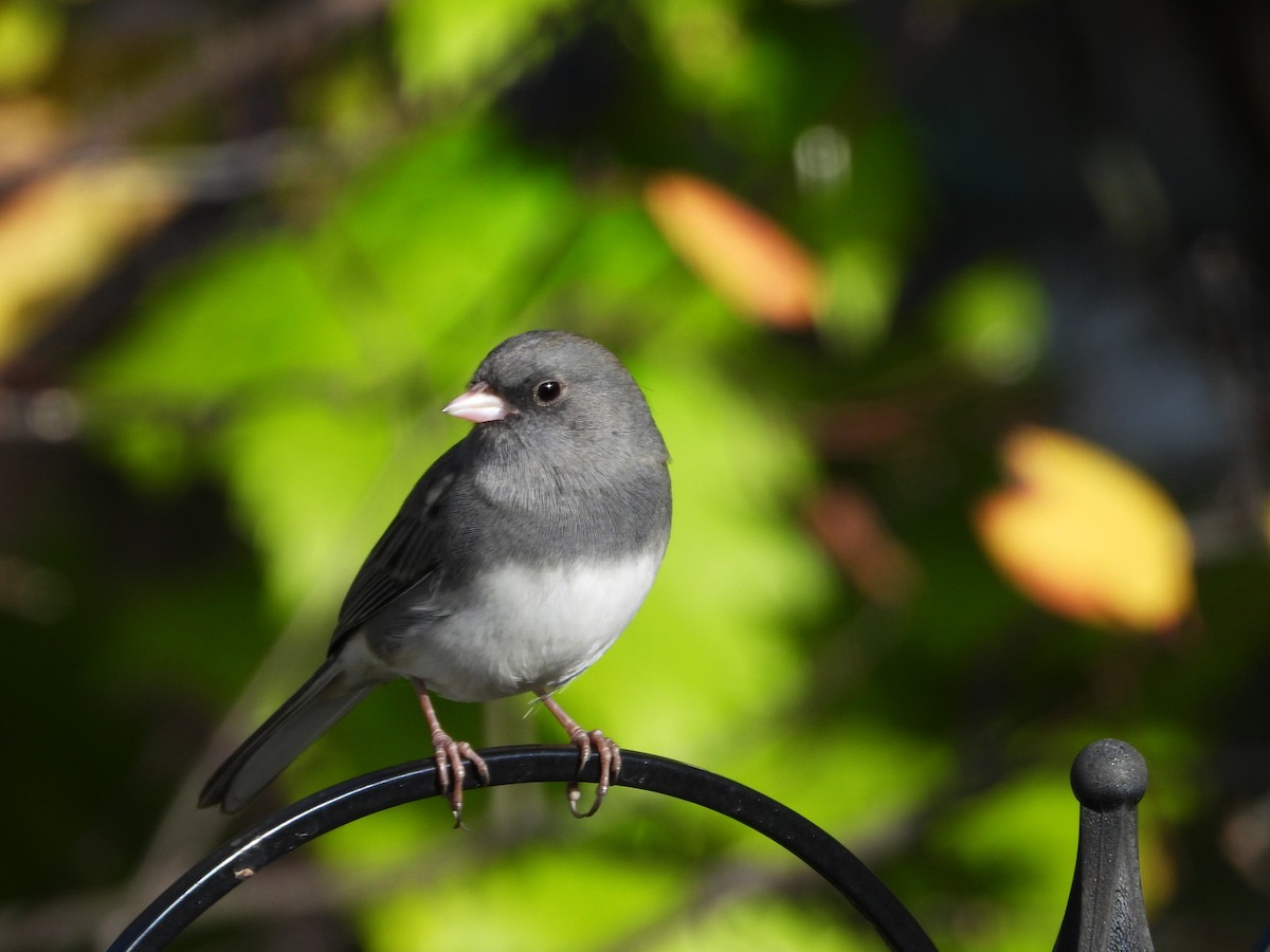 Dark-eyed Junco - ML643439687