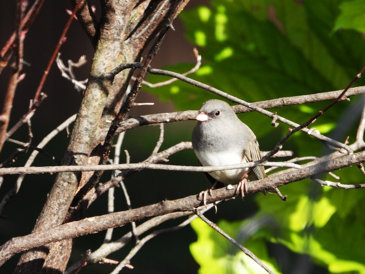 Dark-eyed Junco - ML643439688